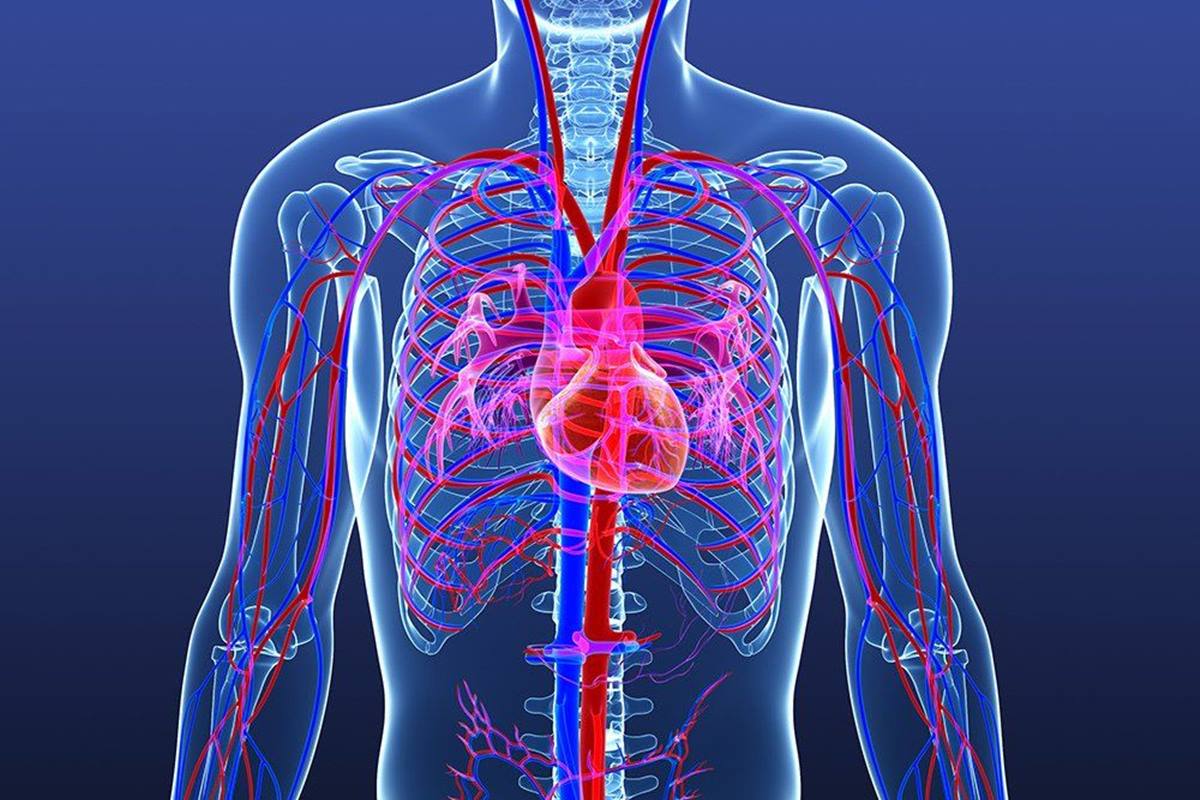 Система органов кровообращения болезни. Сердечно сосудистая система. Сердечносусудистая система. Сердечкососудестая система. Сердечнососудистая систе.