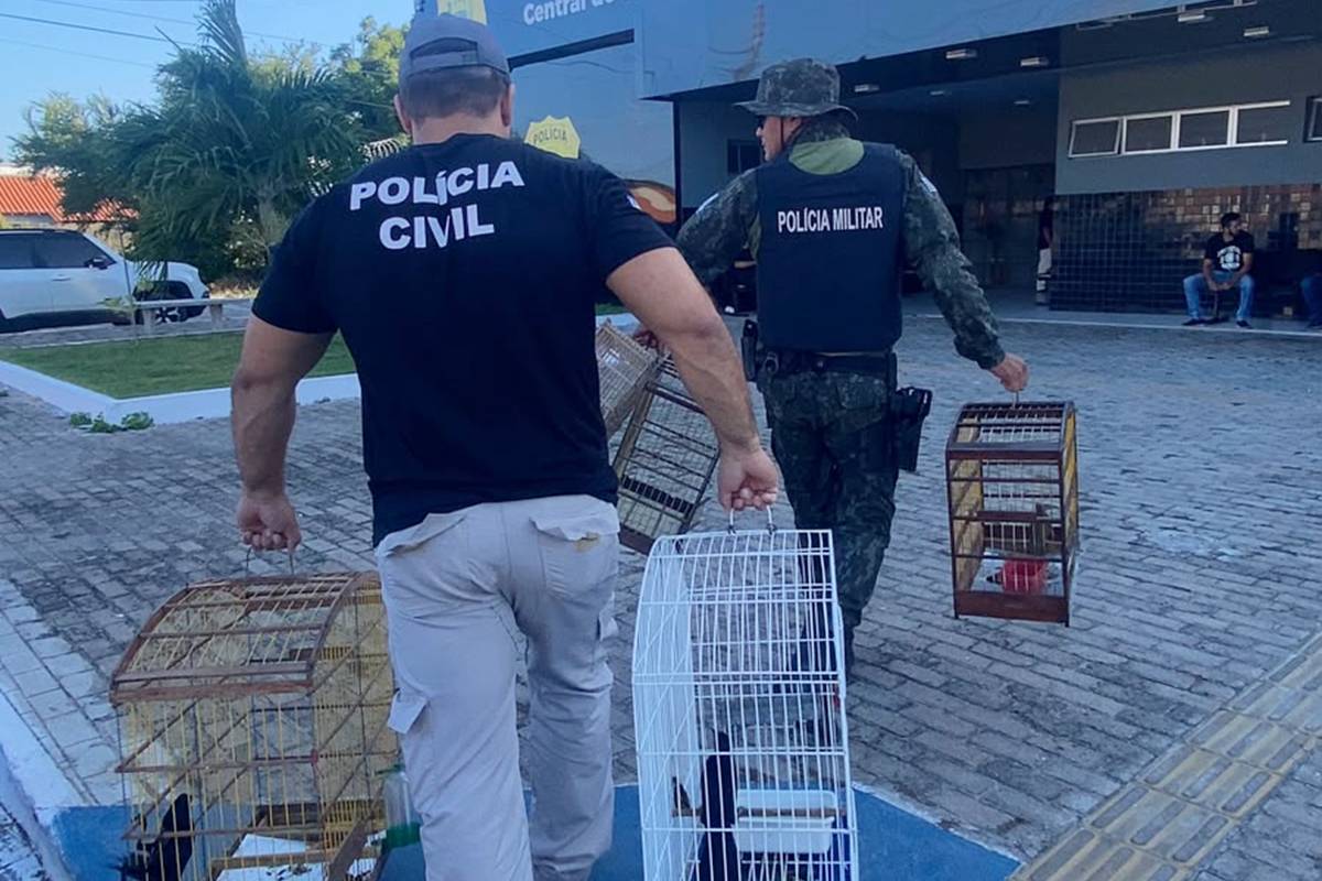 Operação Asas Livres resgata 12 aves silvestres e leva dois suspeitos à Central de Flagrantes em Parnaíba