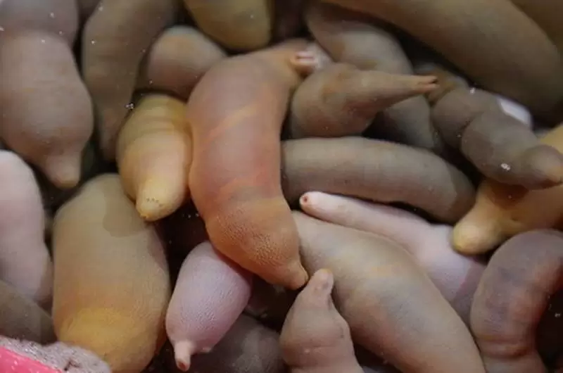peixe-pênis